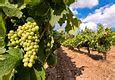 Image result for Sun Burn Green Grapes