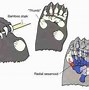 Image result for Giant Panda Pseudo Thumb