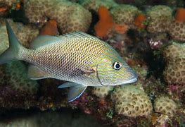 Image result for Florida Grunt Fish Species