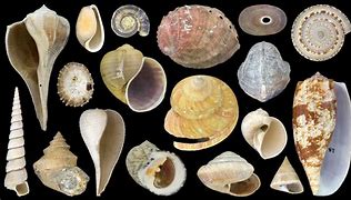 gastropod 的图像结果