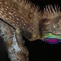 Image result for Lizard with Blue Eyes