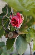 Image result for Roses On Vines