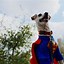 Image result for Cute Funny Dog Halloween Costume