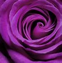 Image result for Purple and Black Gothic Rose Wallpaper