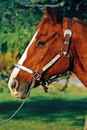 Image result for Paint Horse Champion