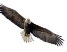 Image result for Soaring Eagle Pictures Free