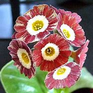 Image result for Primula auricula Blush Baby