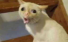 Image result for White Cat with Tongue Out Meme