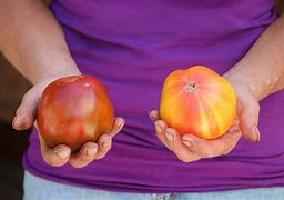 Image result for Growing Heirloom Tomatoes