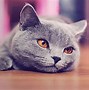 Image result for Cool Cat Background PC
