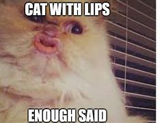 Image result for Cat Meme Saying OMG