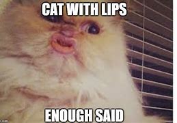 Image result for Cat with Big Mouth Meme