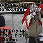 Image result for Funny Llama Memes
