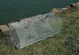 Image result for Fish Trap
