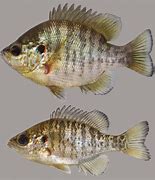 Image result for redear sunfish