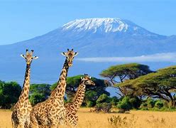 Image result for National Parks in Kenya Africa