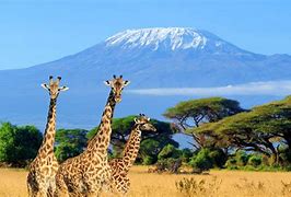 Image result for National Parks in Kenya