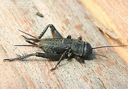 Image result for Black Cricket Insect