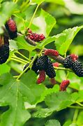 Image result for Everbearing Mulberry Tree