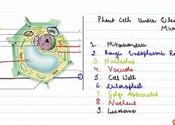 Image result for One Plant Cell Microscope
