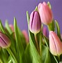 Image result for Bright Spring Flowers Desktop Wallpaper