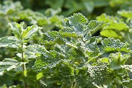 Image result for Find a Picture of a Horehound Plant