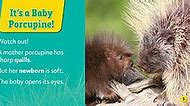 Image result for Baby Hedgehog vs Porcupine