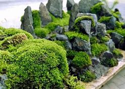 Image result for Growing Moss Garden