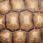 Image result for Tortoise Shell Print Wallpaper