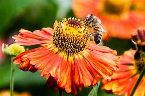 Image result for Nectar of a Flower