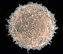 Image result for Linfocitos Cells at Work