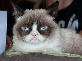 Image result for Die Grumpy Cat Memes