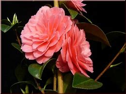 Image result for Camellia jap. Mrs. Tingley