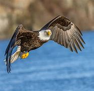 Image result for The North American Bald Eagle Flying