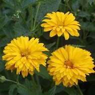 Image result for Heliopsis helianthoides Sonnenschild