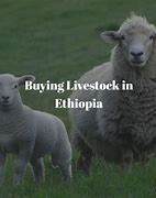 Image result for Cow Price in Ethiopia