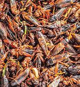 Image result for Reconstituted Cricket Food