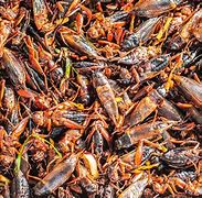 Image result for Bowl of Fried Crickets