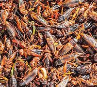 Image result for Crickets Food Pellets