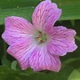 Image result for Geranium endressii ‘Wargrave Pink’