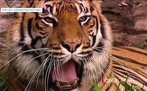 Image result for Tiger Kills Keeper