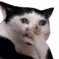 Image result for Angry Crying Cat Meme