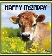 Image result for Monday Cow