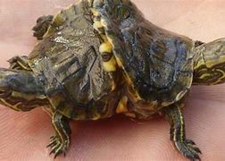 Image result for Two-headed turtle