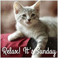 Image result for Sunday Morning Cat
