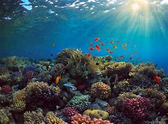 Image result for Best Beautiful Wallpaper Reef