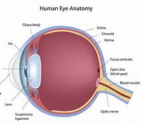 Image result for Right Eye Retina