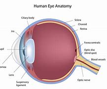 Image result for Retin in in Human Eye