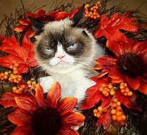 Image result for Grumpy Cat Autumn