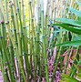 Image result for Phyllostachys aurea 